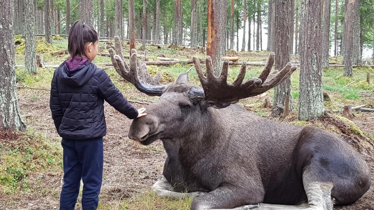 The Friendly Moose Hotel Overtornea Eksteriør billede