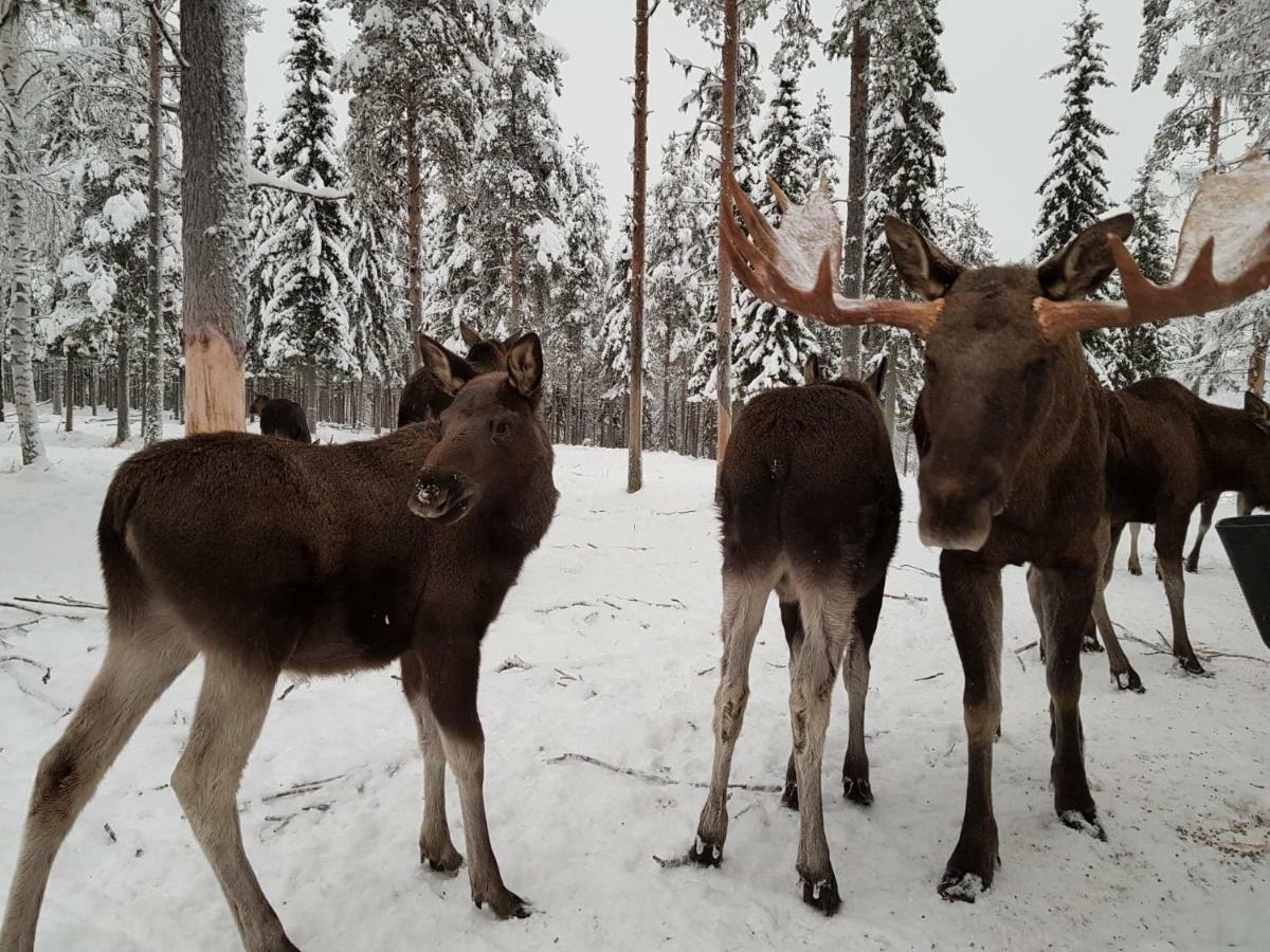 The Friendly Moose Hotel Overtornea Eksteriør billede