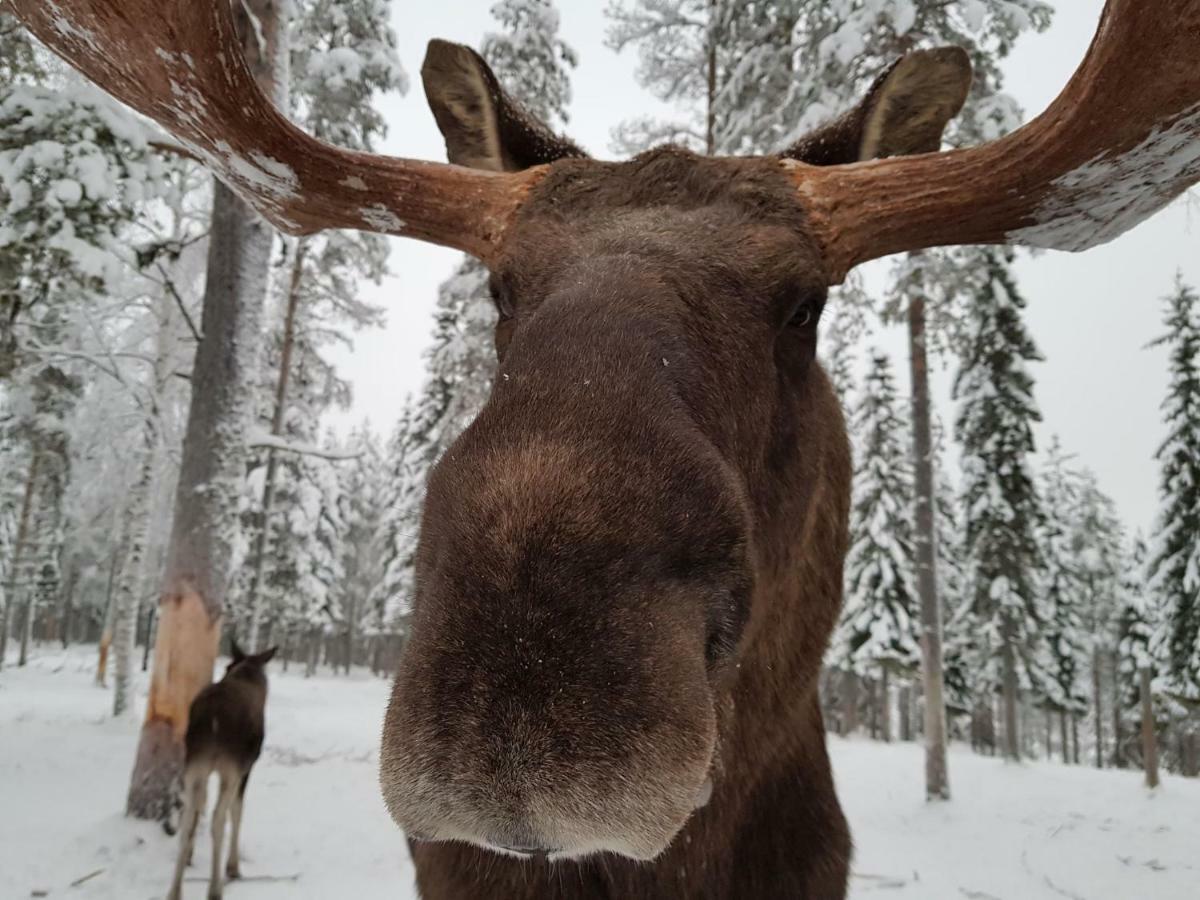 The Friendly Moose Hotel Overtornea Eksteriør billede